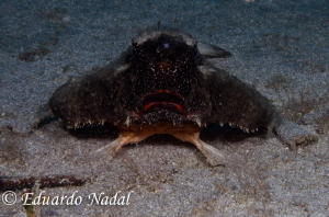 batfish by Eduardo Nadal 